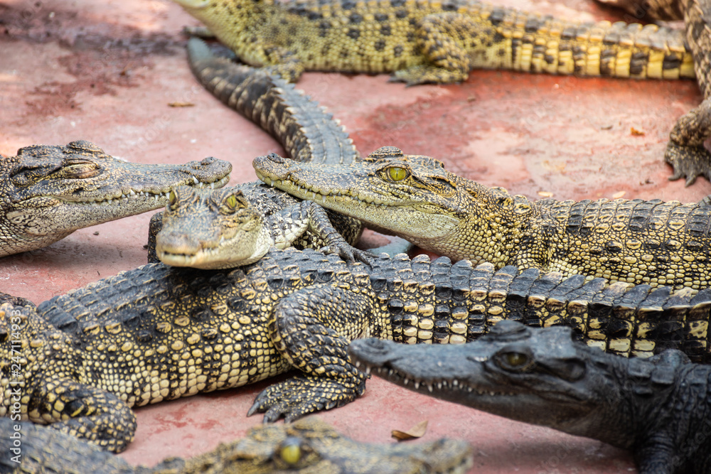 Obraz premium Crocodiles at Crocodile Farm in Thailand