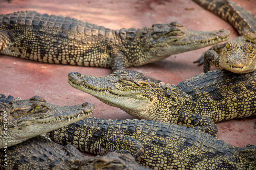 Fototapeta premium Crocodiles at Crocodile Farm in Thailand