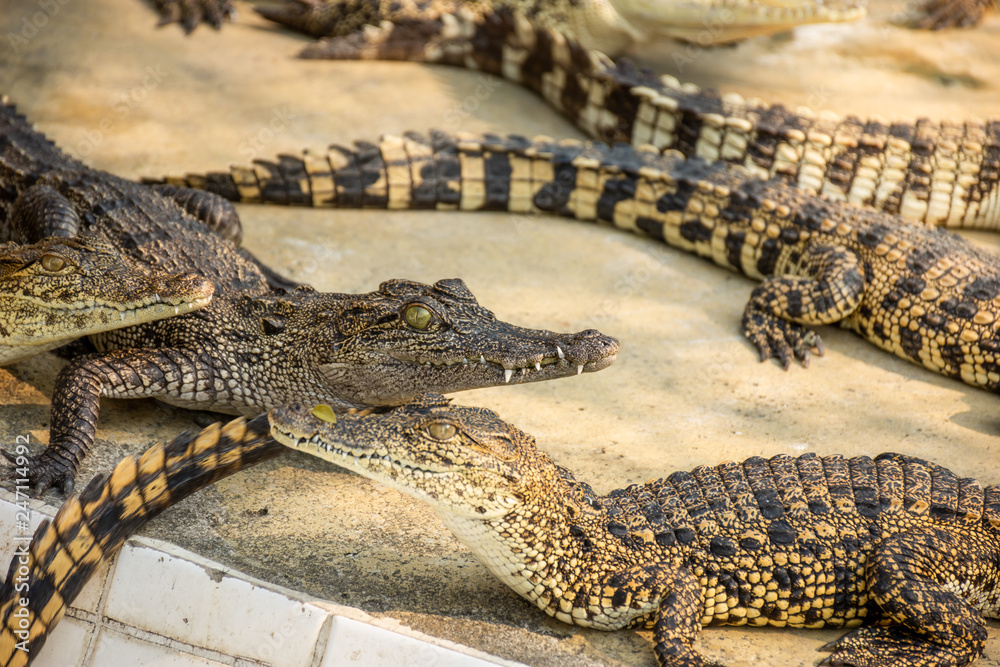 Fototapeta premium Crocodiles at Crocodile Farm in Thailand