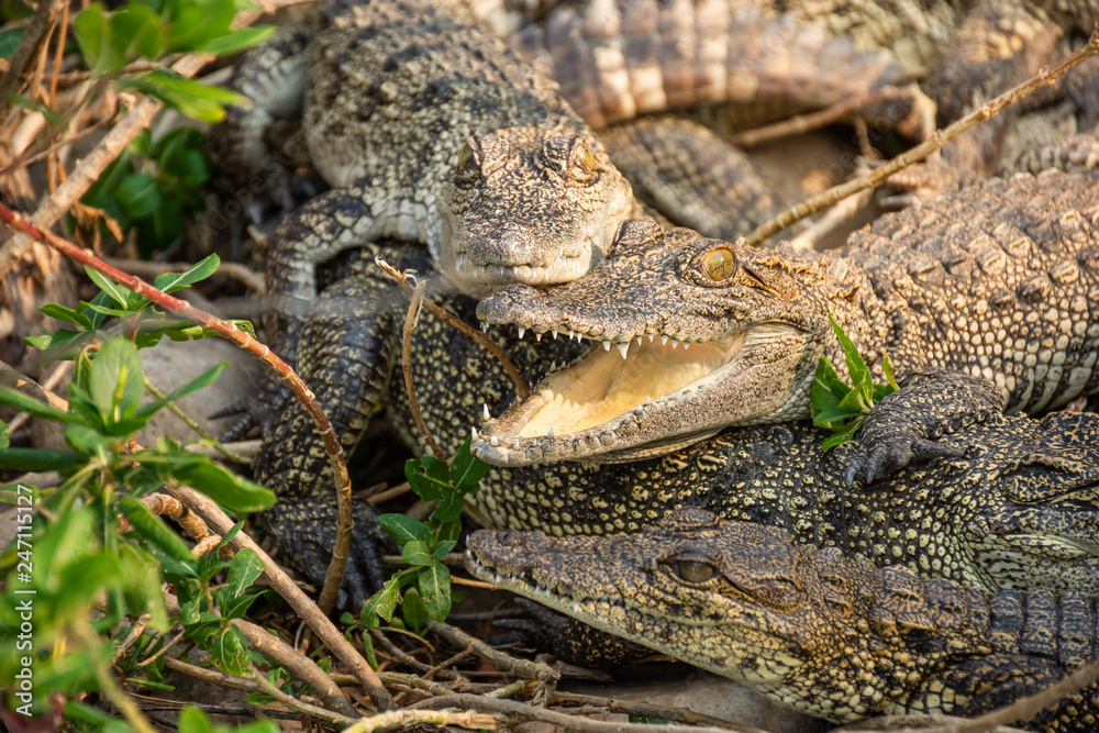 Obraz premium Crocodiles at Crocodile Farm in Thailand