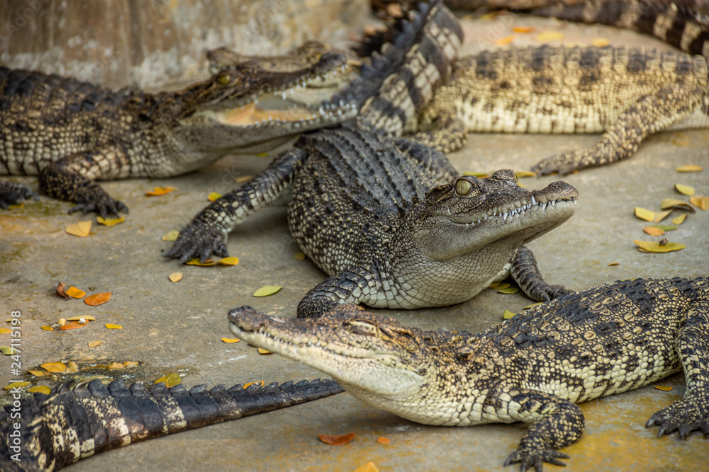 Naklejka premium Crocodiles at Crocodile Farm in Thailand