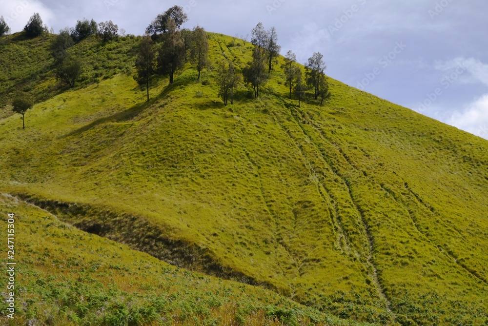 Obraz premium Green hill against blue sky with cloud landscape near Bromo Mountain, Java, Indonesia