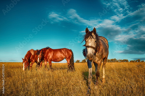 Horses grazing on ranch.