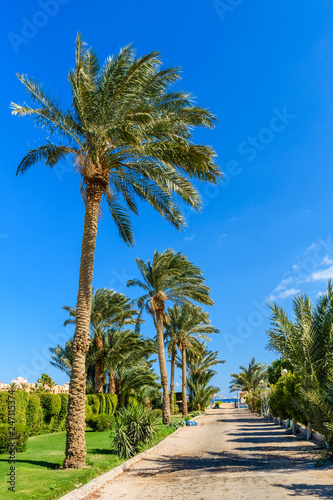 Green palm trees along the road to the beach