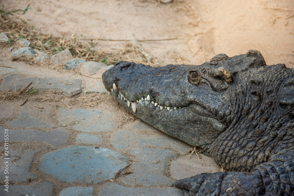 Crocodiles at Crocodile Farm in Thailand Crocodiles at Crocodile Farm in Thailand