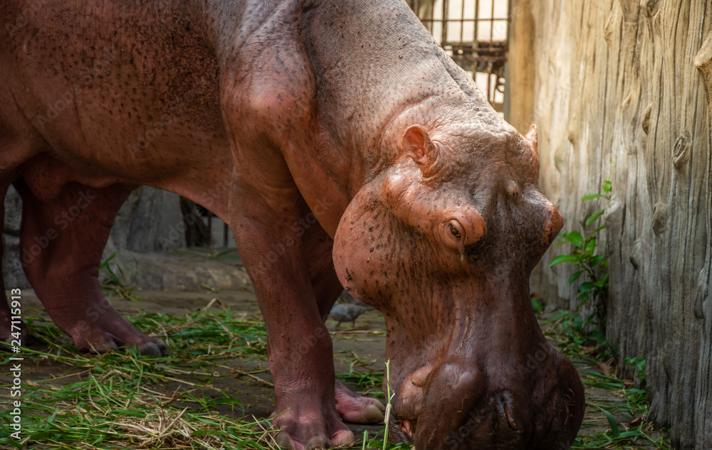 hippopotamus is eating Vegetable in hippo farm , thailand hippopotamus is eating Vegetable in hippo farm , thailand