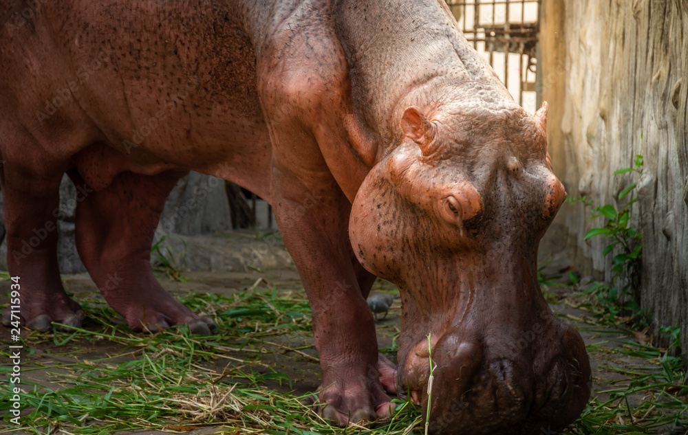 hippopotamus is eating Vegetable in hippo farm , thailand hippopotamus is eating Vegetable in hippo farm , thailand