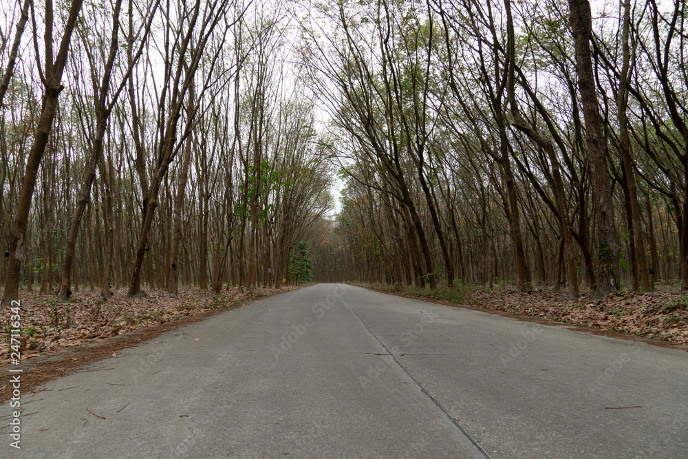 Country concrete road in forest rubber tree at Ban Khai Rayong Thailand. Country concrete road in forest rubber tree at Ban Khai Rayong Thailand.