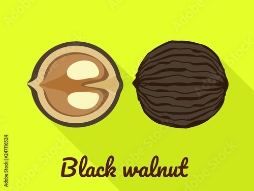 Black walnut icon. Flat illustration of black walnut vector icon for web design