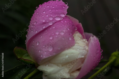 pink flower with water drops