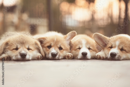 Closeup of four lovely, cute corgi dog puppies lying, relaxing and sleeping in summer sunny day.