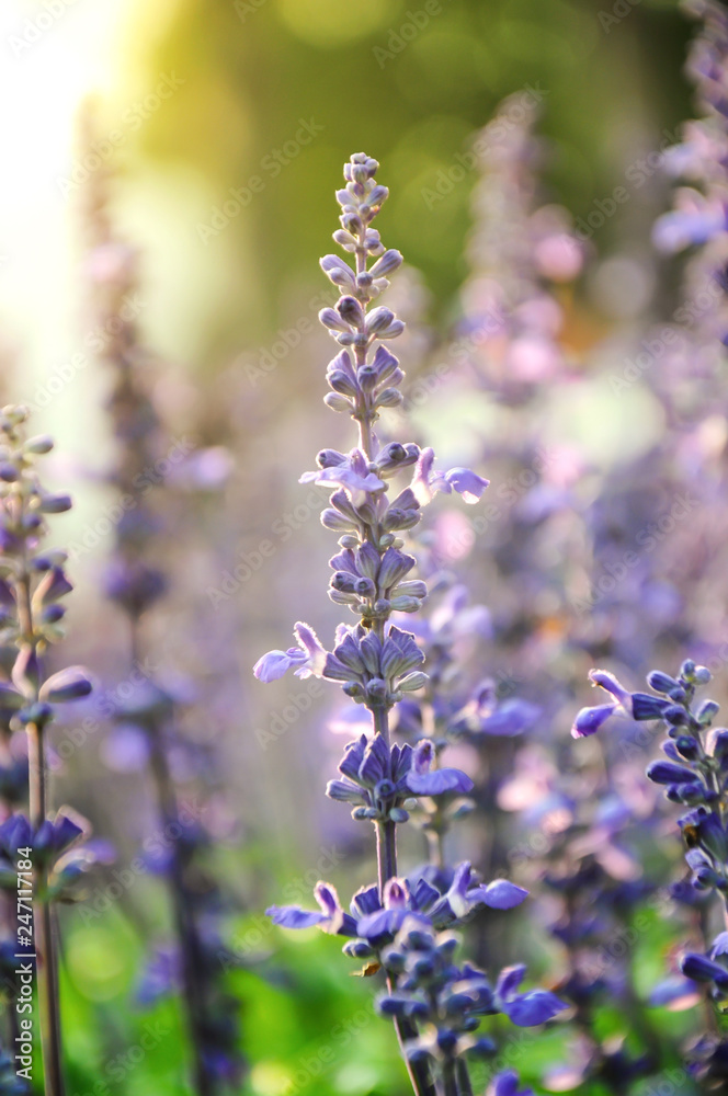 Fototapeta premium Blue salvia lit by sunlight