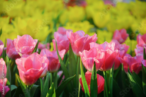 Beautiful bouquet of tulips lit by sunlight