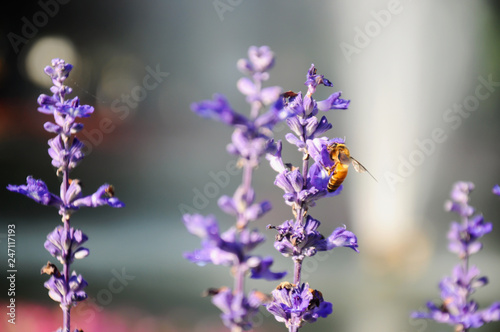 Close up of blue salvia with bee in the garden © prettyboy80