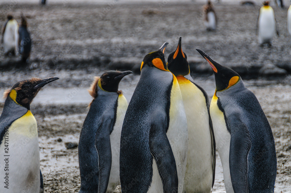 Obraz premium King Penguins on Salisbury plains