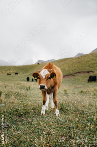 Cows in field © Ella