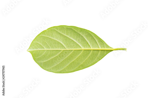 Jackfruit leaf isolated on white background.