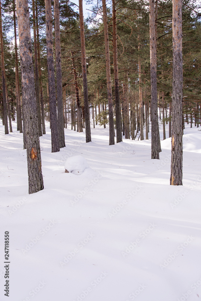 Winter into the woods background