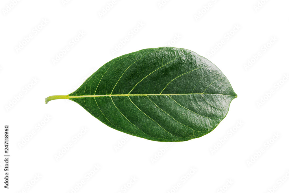 Obraz premium Jackfruit leaf isolated on white background.