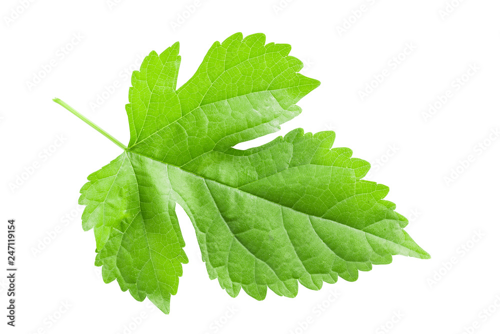 Morus,Mulberry leaf isolated on white. Morus,Mulberry leaf isolated on white.