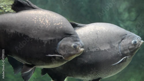      Black Pacu floats in an aquarium  photo