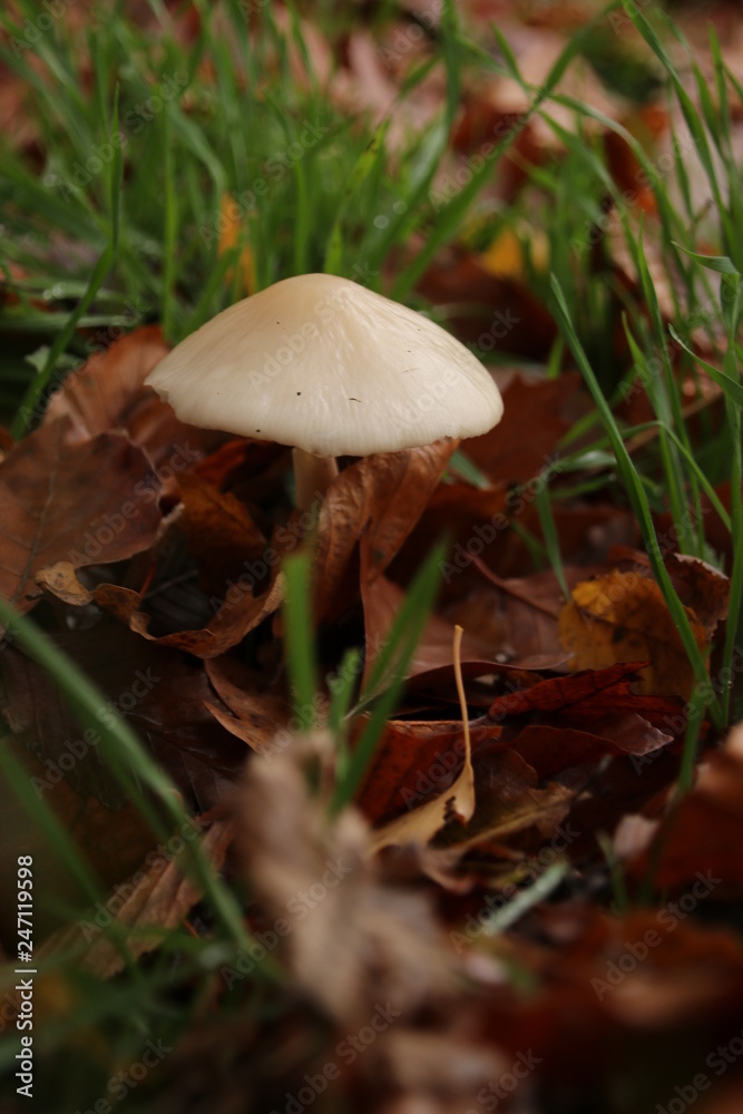 mycena mushroom in the schollenbos public forest in capelle aan den ijssel in the Netherlands. mycena mushroom in the schollenbos public forest in capelle aan den ijssel in the Netherlands.