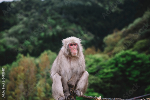 Monkey  © Lila Rae
