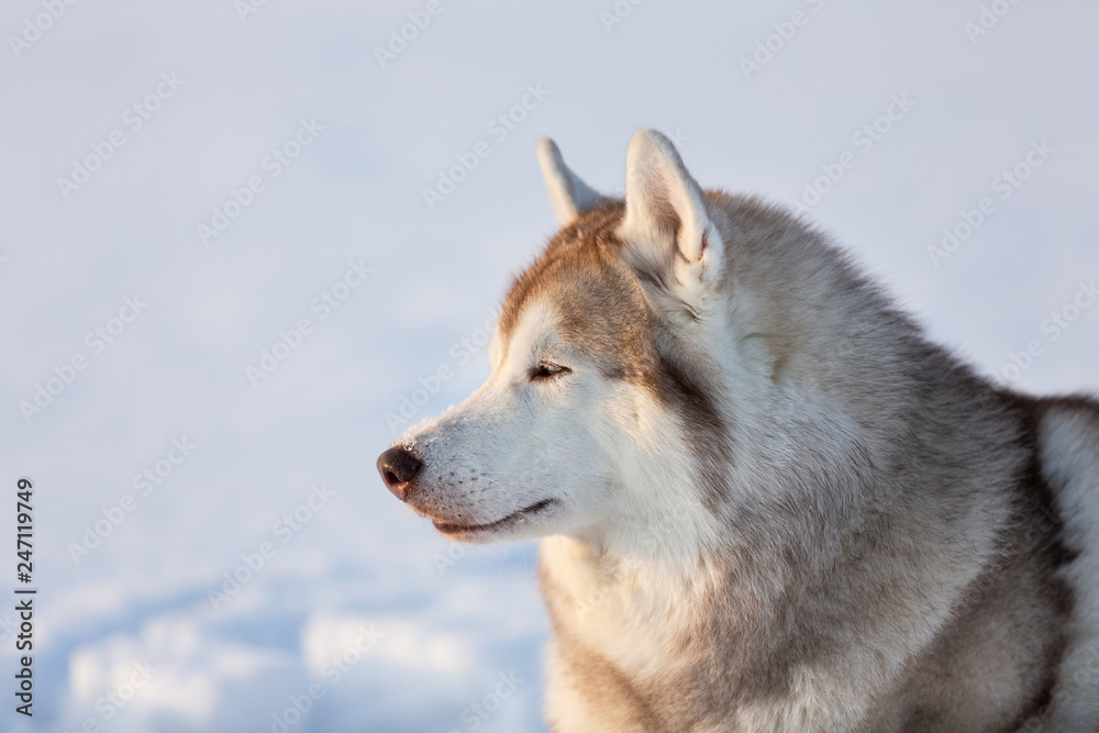 Gorgeous, free and happy siberian Husky dog sitting on the snow in winter forest at sunset.