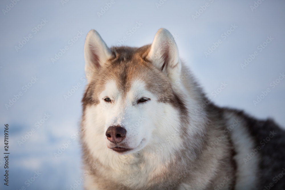 Beautiful, free and lovely siberian Husky dog sitting on the snow in winter forest at sunset.