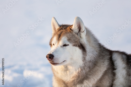 Gorgeous, free and happy siberian Husky dog sitting on the snow in winter forest at sunset. © Anastasiia