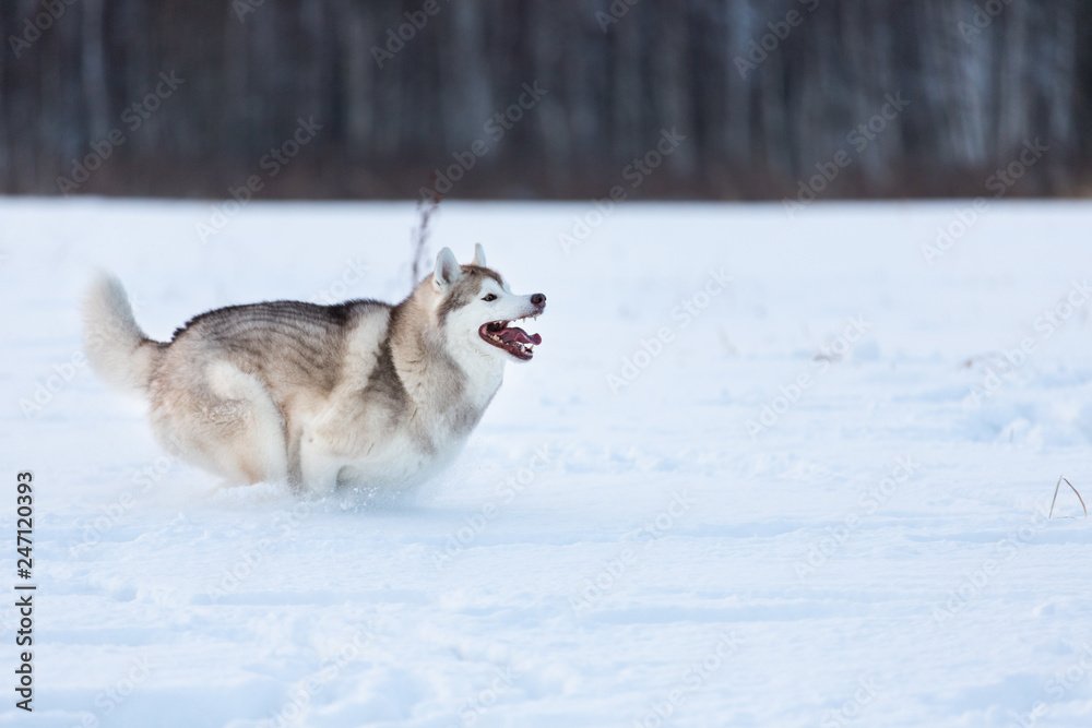 Crazy, happy and free beige and white dog breed siberian husky running fast on the snow path in the field