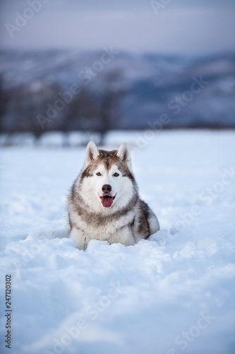 Cute and happy siberian husky dog lying in the snow field in winter at sunset