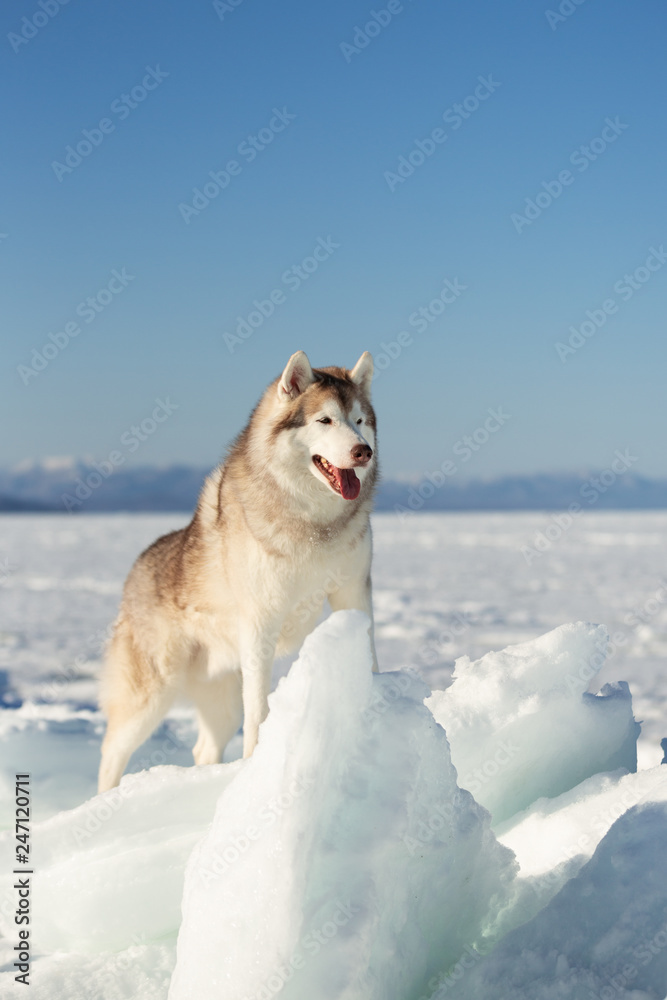 Gorgeous and happy Siberian husky dog standing on ice floe and snow on the frozen sea background.