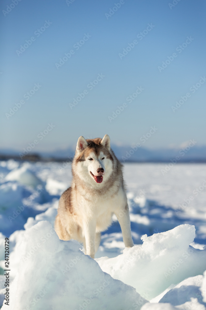 Naklejka premium Beautiful and happy Siberian husky dog standing on ice floe and snow on the frozen sea background.