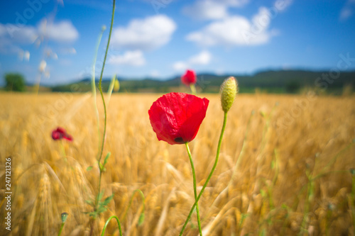 poppy field of red poppies. Beautiful Red Poppy Flower in the Wheat Field in Sunny Day and Harvest Season with blue sky and clouds 