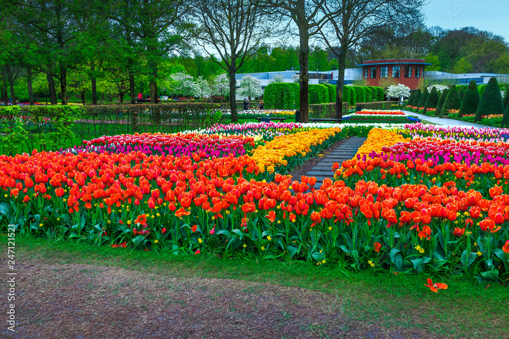 Magical colorful spring tulips in park, Lisse, Netherlands, Europe