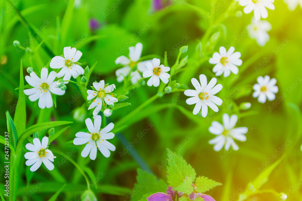 The first spring flowers, close-up in natural conditions. Spring sunny day The first spring flowers, close-up in natural conditions. Spring sunny day
