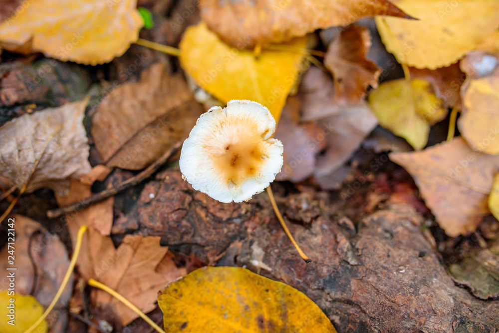 autumn leaves and mushroom on the ground in the forest autumn leaves and mushroom on the ground in the forest