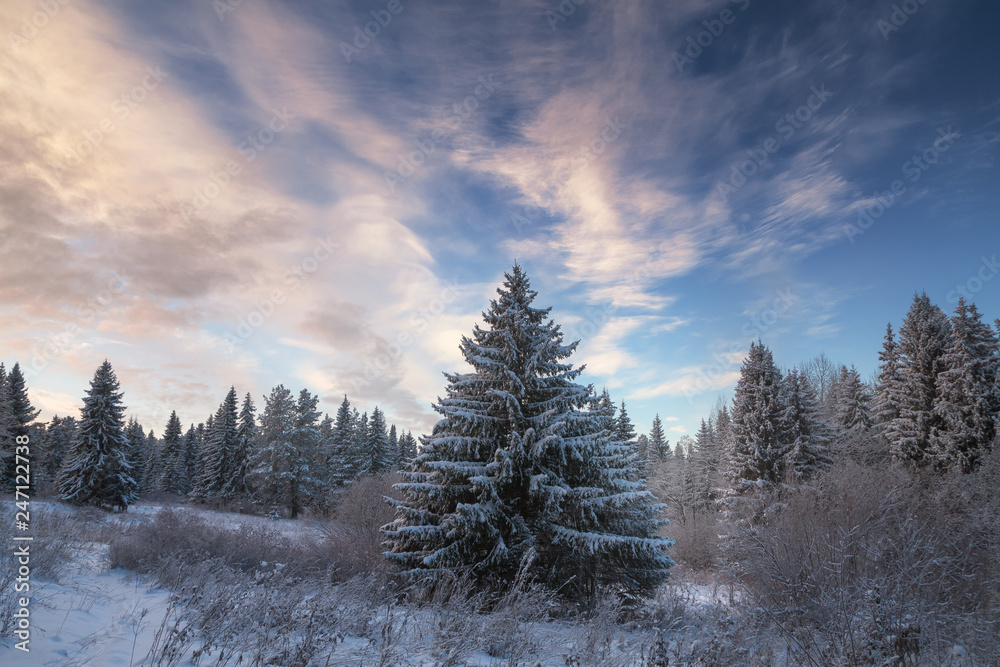 winter coniferous forest covered with snow at susnet