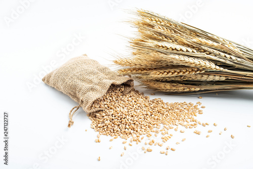 Wheat kernel and wheat spike