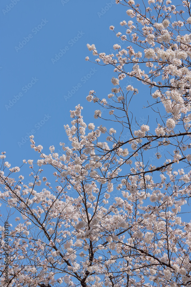 青空背景に桜満開、縦