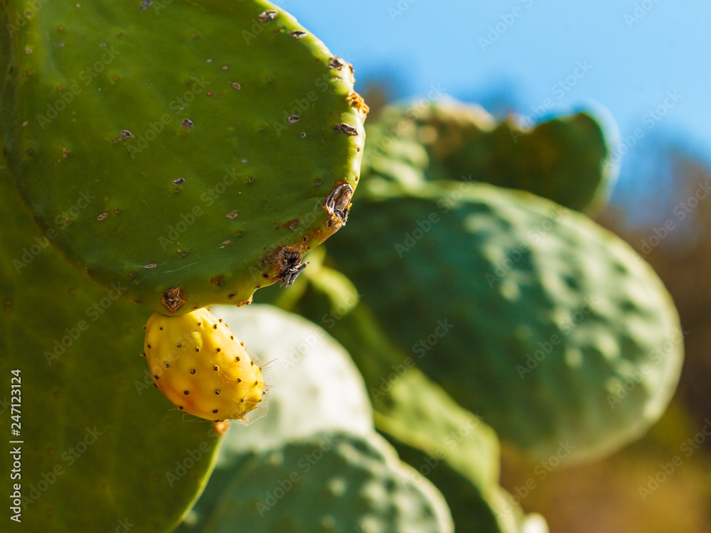 Close up of green Opuntia cactus prickly pear blooming. Nature, mediterranean flora Close up of green Opuntia cactus prickly pear blooming. Nature, mediterranean flora