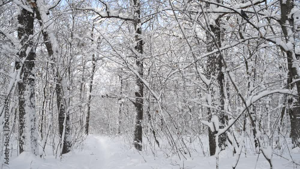 Beautiful Trees Forest Cowered in Snow. Russia. Beautiful Trees Forest Cowered in Snow. Russia.