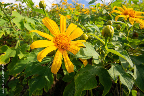 Fototapeta Naklejka Na Ścianę i Meble -  Closeup of Mexican sunflower blooming in mountain yellow, Beautiful Lotus fields Doi Mae U-kho, Khun Yuam Mae Hong Son thailand.