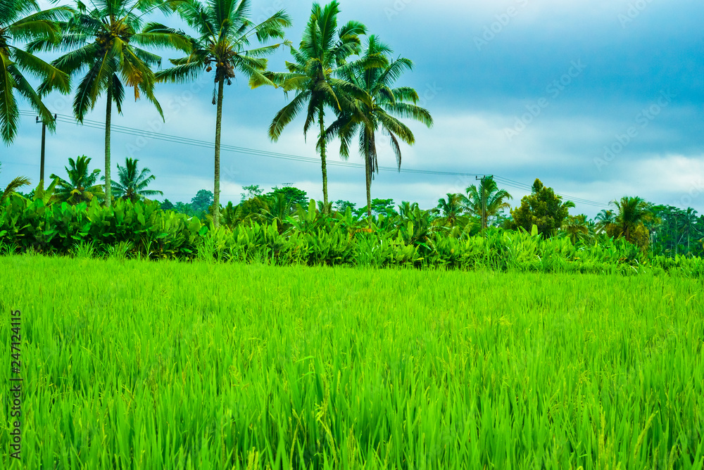 Obraz premium Green rice field terrace view with rice, tree, plantation for travel destination for school family holiday in the spring summer in a remote island