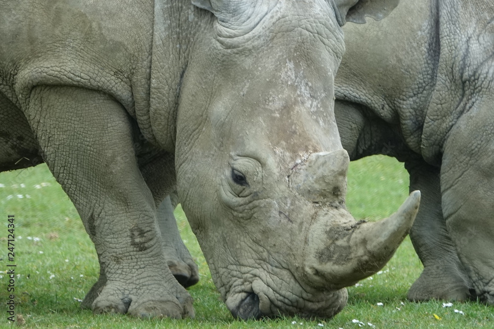 Rhinoceros-01