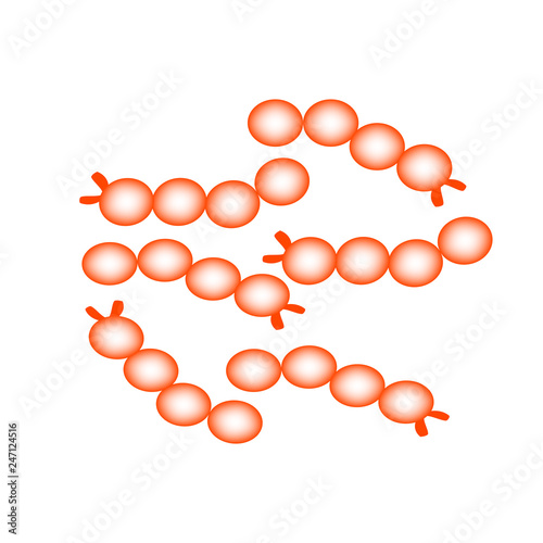 Streptococcus thermophilus. Good intestinal microflora. probiotic, prebiotic. Infographics. Vector illustration on isolated background. photo