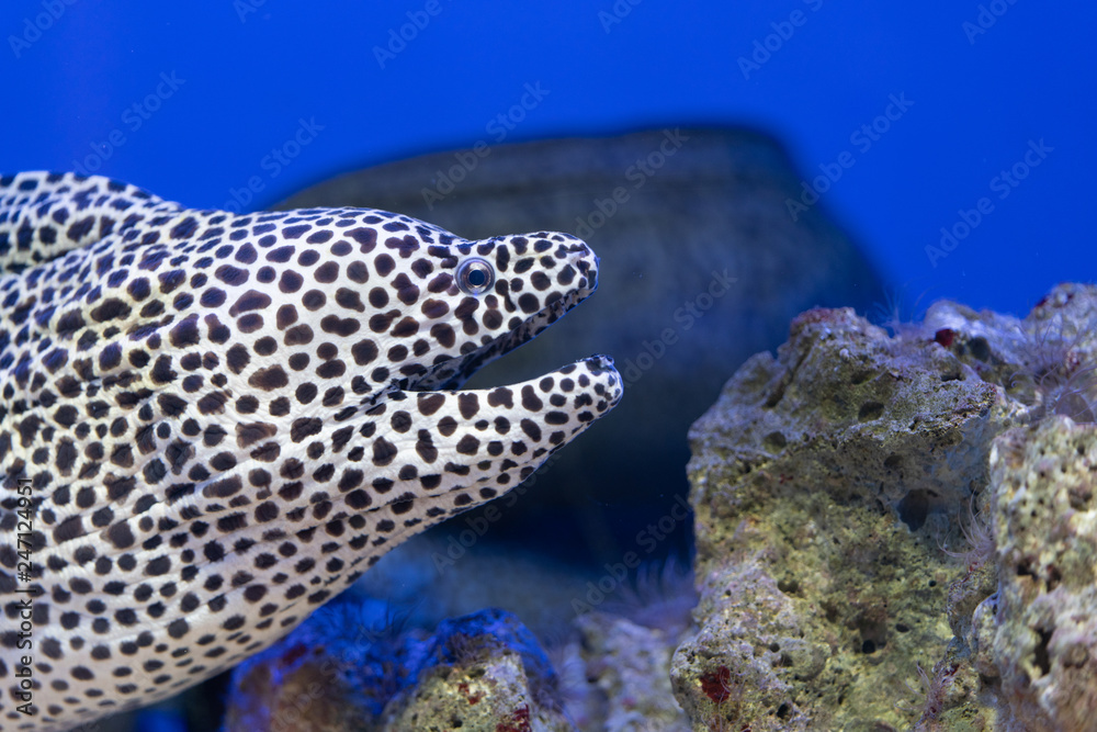 ニセゴイシウツボ Spotted moray ニセゴイシウツボ Spotted moray
