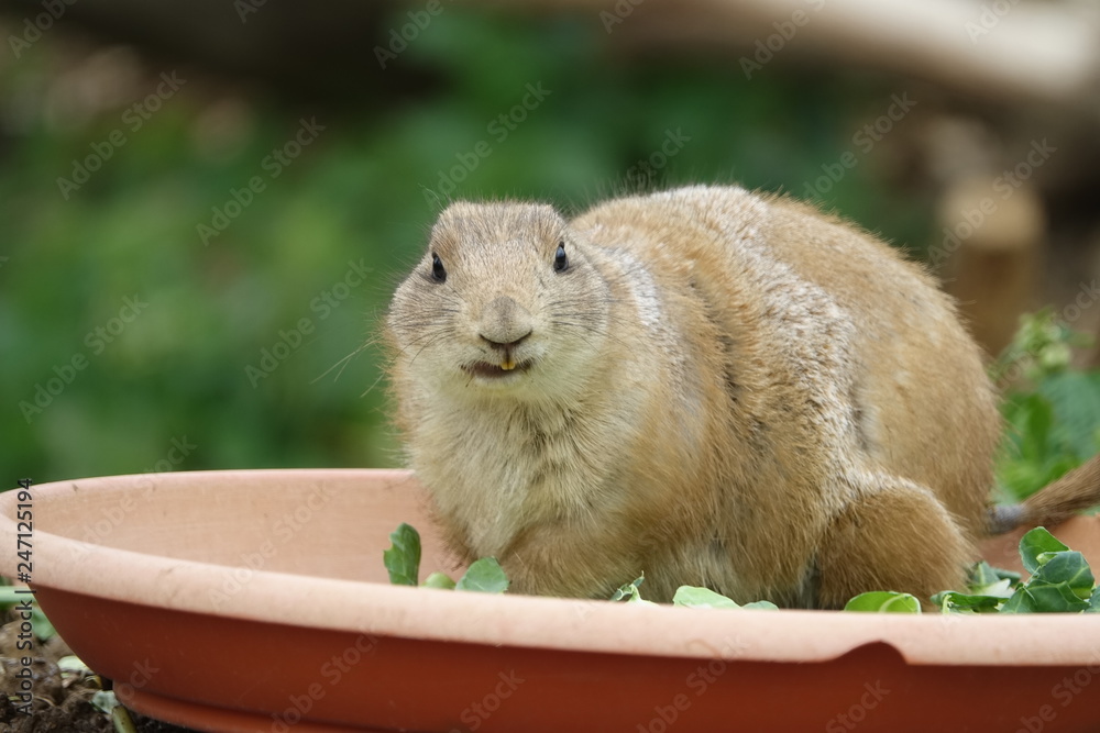 prairie dog-01