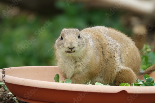 Obraz na płótnie prairie dog-01 w salonie